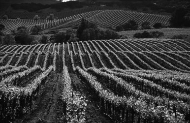 Sonoma Brands