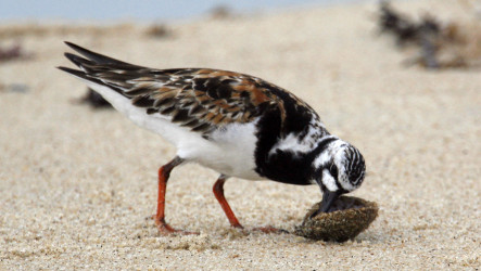 Turnstone Consulting